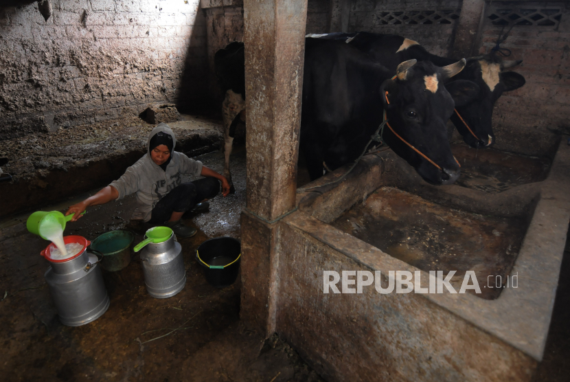 Peternak menuangkan hasil perahan susu sapi di Desa Karangkendal, Kecamatan Musuk, Kabupaten Boyolali, Jawa Tengah, Kamis (19/8/2021). 