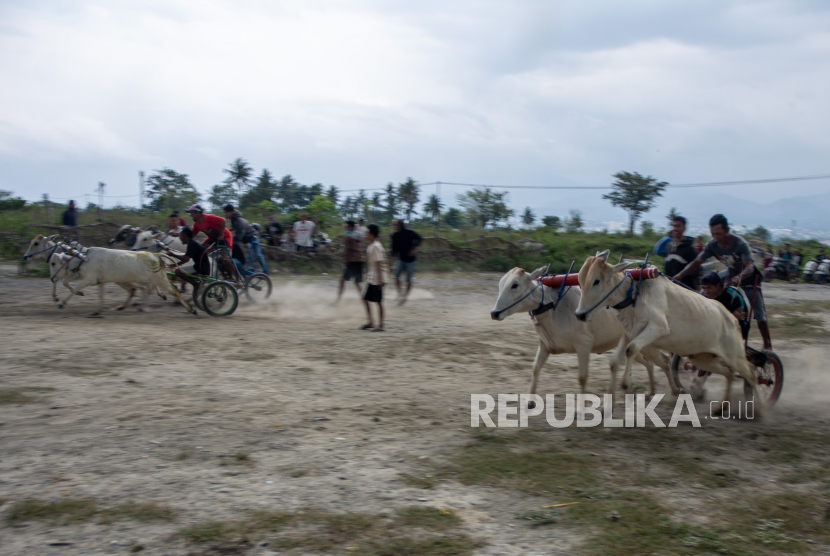 Joki memacu sapinya pada karapan sapi tradisional di Desa Baliase, Sigi, Sulawesi Tengah, Ahad (11/6/2023). Karapan sapi tradisional di wilayah itu rutin dilakukan warga setempat pada setiap usai panen raya padi. 