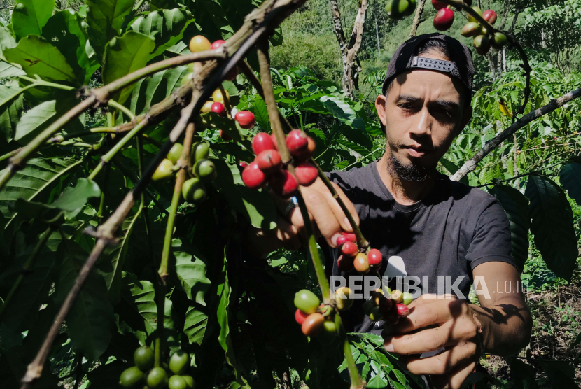 Petani kopi melakukan perawatan terhadap buah kopi yang siap panen di perkebunan kopi, Desa Cinto Mandi, Kabupaten Kepahiang, Bengkulu, Selasa (26/5/2020). 