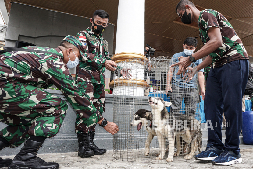 Prajurit TNI AL mengamankan tiga ekor anjing ras jenis Husky di Satuan Keamanan Laut (Satkamla) Porasko, Kota Jayapura, Papua, Selasa (25/5/2021).Satuan Patroli Lantamal X Jayapura menggagalkan penyelundupan tiga ekor anjing ras jenis husky yang masuk ke Pelabuhan Jayapura tanpa dokumen dengan menggunakan KM.Ciremai sesuai Pergub Papua Nomor 24 Tahun 2014 tentang Pemasukan Hewan-Hewan Tertentu ke wilayah Provinsi Papua. 