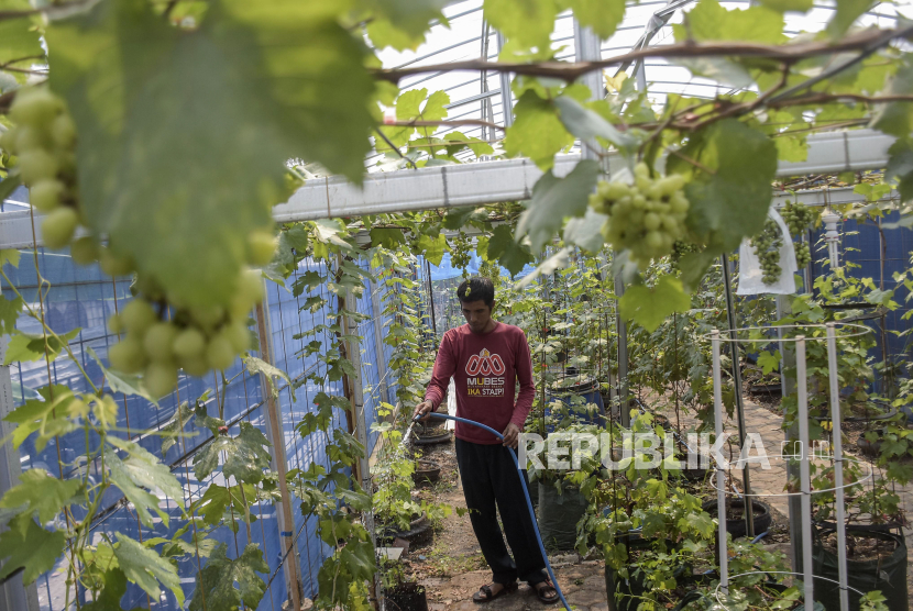 Budi Daya Anggur Di Lahan Sempit Republika Online