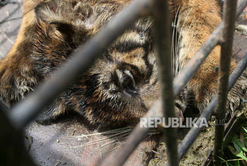Seekor harimau sumatera (Panthera tigris sumatrae). Hasil pemeriksaan terhadap harimau sumatera yang ditangkap di Tapsel memperlihatkan satwa dilindungi itu tak mendapat pakan yang cukup.