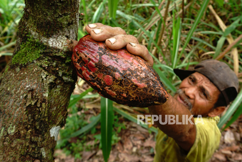 Petani memetik buah kakao yang membusuk dari pohonnya di Desa Takosang, Mamuju, Sulawesi Barat, Kamis (20/5/2021). 