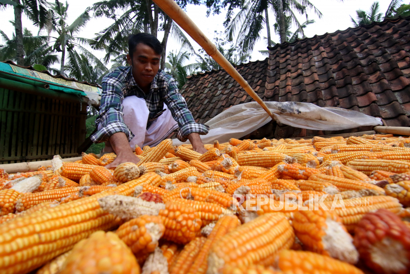 Warga menjemur jagung hasil panen (ilustrasi)