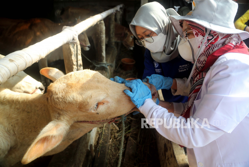 Dokter hewan memeriksa mulut sapi sebelum menyuntikkan dosis vaksin mulut dan kuku di sebuah peternakan di Bogor, Jawa Barat, Indonesia, 29 Juni 2022. Indonesia mengintensifkan pemeriksaan ternak dan mengambil langkah-langkah untuk mencegah penyebaran kaki Penyakit mulut dan mulut (PMK), melakukan tindakan pencegahan seperti sterilisasi kandang dan karantina sapi yang menunjukkan gejala virus.