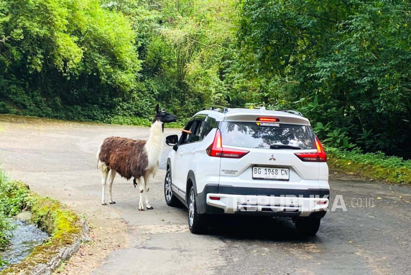 A number of animals found in Safari Journey area at Taman Safari Indonesia (TSI) Cisarua, Bogor Regency.