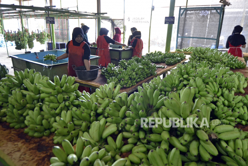 Pekerja menata pisang mas siap ekspor di Koperasi Tani Hijau Makmur, Pekon Sumber Mulyo, Kecamatan Sumberejo, Kabupaten Tanggamus, Lampung, Kamis (28/10). Badan Pusat Statistik (BPS) merilis kinerja ekspor nasional bulan November 2021 mencapai 22,84 miliar dolar AS atau naik 3,69 persen dibandingkan Oktober 2021.