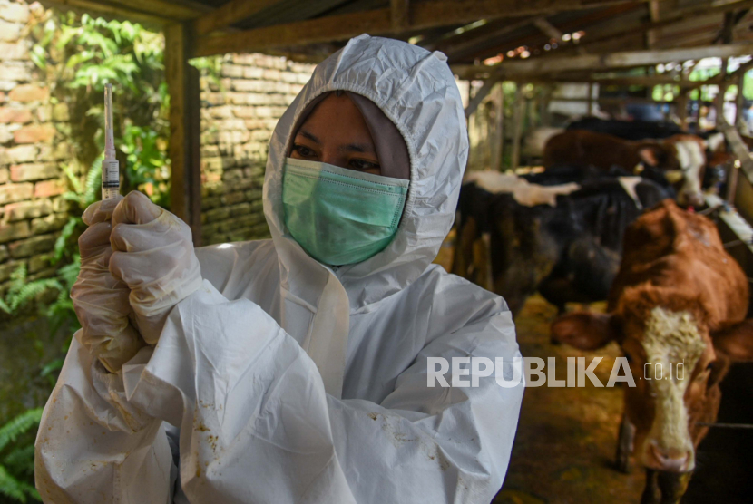Vaksinasi PMK hewan ternak (ilustrasi). Pemerintah Kabupaten Grobogan, Jawa Tengah, mendapatkan alokasi 5.000 dosis vaksin yang nantinya disuntikkan untuk ternak sapi karena yang paling rentan terpapar penyakit mulut dan kuku (PMK).