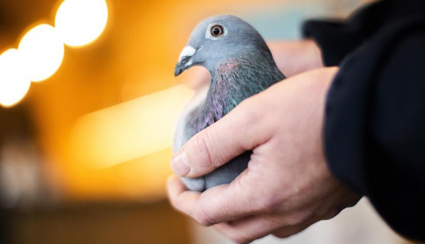 Burung Merpati