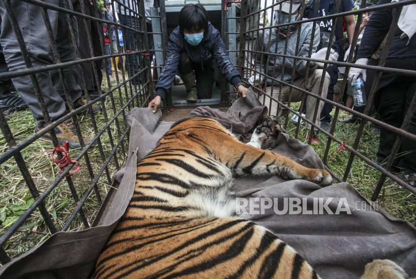 Petugas BKSDA memeriksa kondisi Harimau Sumatera (Panthera tigris sumatrae) yang masuk perangkap karena telah masuk ke permukiman penduduk.  