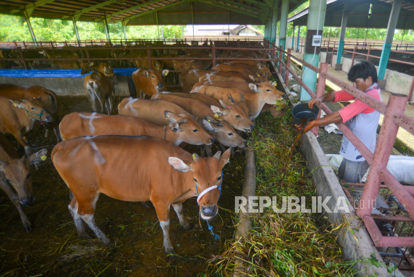 Petugas memberi makan sapi-sapi indukan yang sedang dikarantina di Instalasi Karantina Hewan, Pasir Jambak, Padang, Sumatera Barat, (ilustrasi).