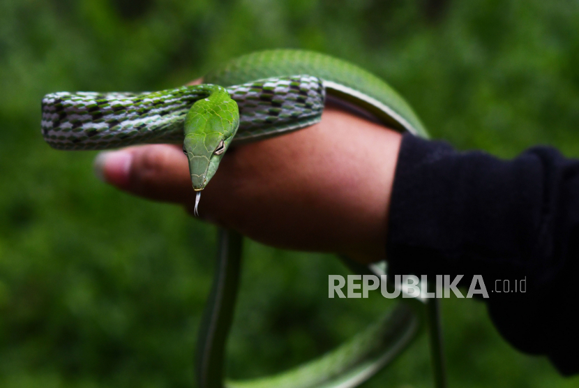 Seorang relawan Exotic Animal Lovers (Exalos) Indonesia memperlihatkan seekor ular Pucuk (Ahaetulla prasina) 