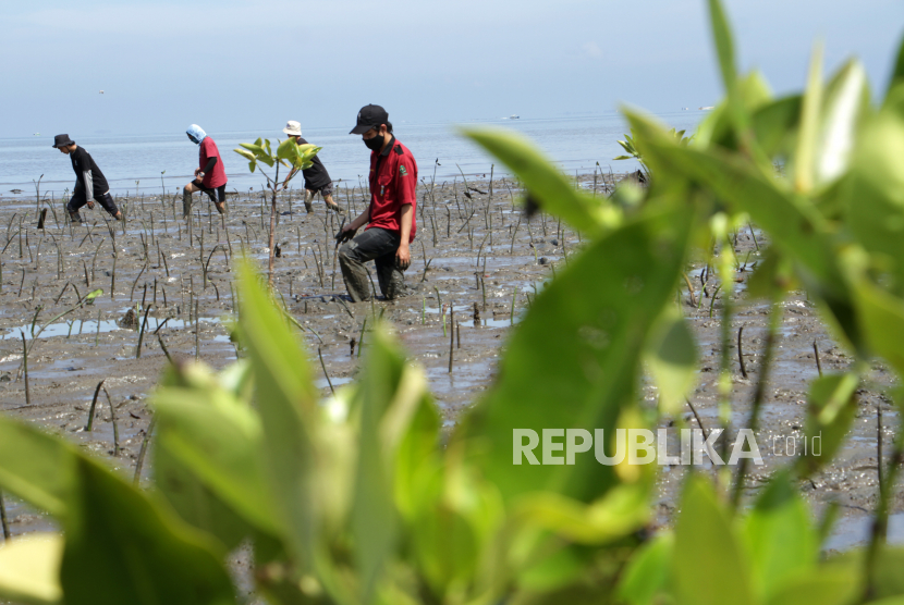 Sejumlah relawan menanam bibit mangrove di area hutan mangrove (ilustrasi)