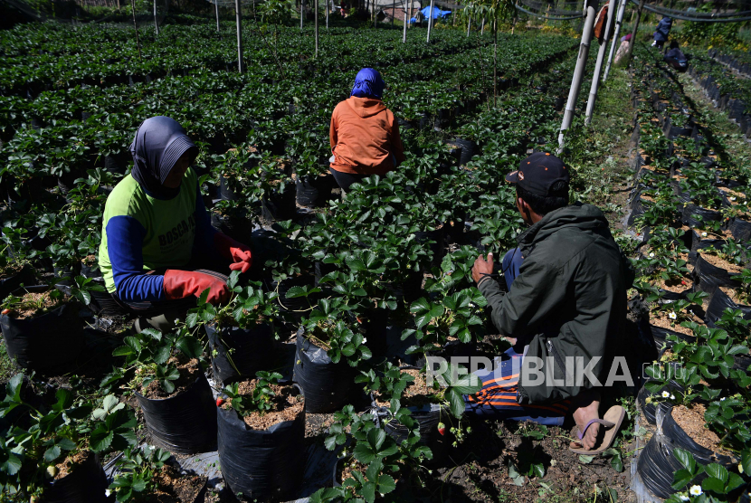 Petani merawat tanaman stroberi tempat wisata petik buah stroberi di kawasan Gunung Bromo, Probolinggo, Jawa Timur (ilustrasi)