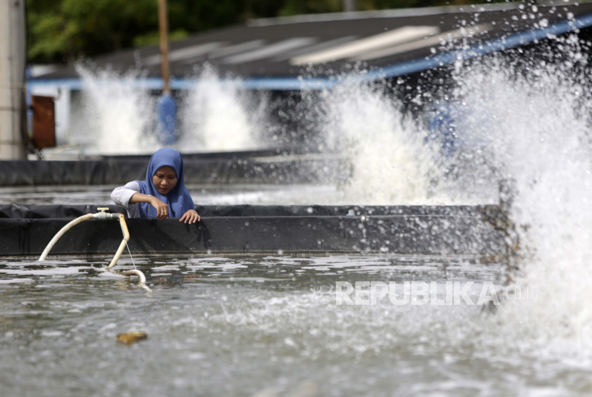 Kolam ikan, ilustrasi. Bupati Jayawijaya, Provinsi Papua Jhon Richard Banua mengajak warga Kampung Wiaima mengembangkan wisata kolam ikan.
