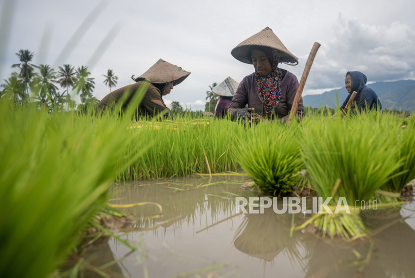 Farm workers remove rice seedlings from the nursery in preparation for planting in Baluase Village, Sigi, Central Sulawesi.