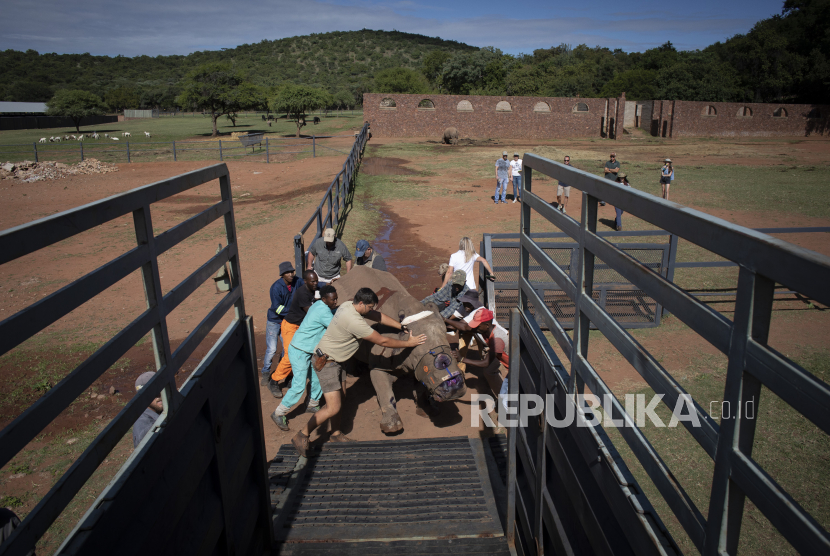 Badak Putih Seha didorong oleh para ahli konservasi ke dalam truk yang menunggu di Bela Bela, Afrika Selatan, 24 Januari 2022.