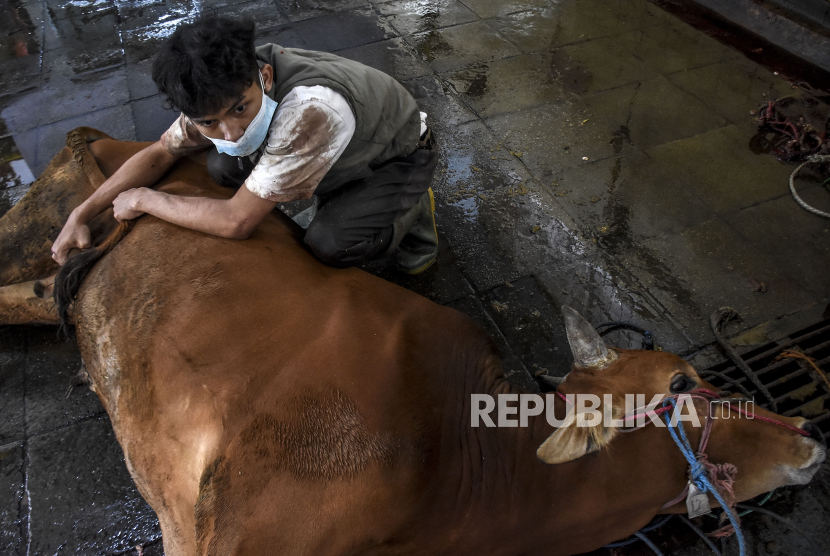 Petugas bersiap untuk menyembelih hewan kurban (ilustrasi).