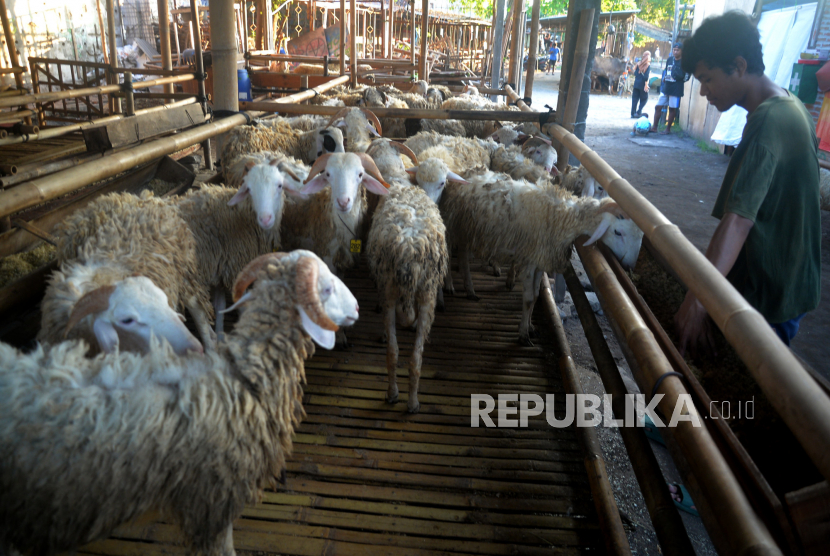 Penjaga memeriksa kondisi domba yang dijual untuk kurban (ilustrasi).