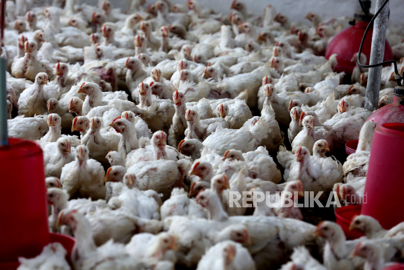 Ayam dipelihara di kandangnya di peternakan unggas. Kemenkes: Pemerintah Waspada Flu Burung