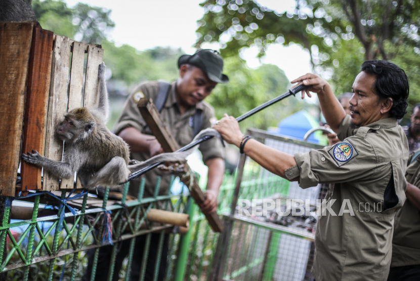 Petugas Jakarta Konservasi Animal Rescue mengevakuasi monyet ekor panjang (Macaca fascicularis) di kawasan Rawa Badak, Tanjung Priok, Jakarta, Kamis (9/2/2023). Evakuasi itu dilakukan karena para warga khawatir monyet tersebut dapat menularkan sejumlah penyakit seperti TBC.