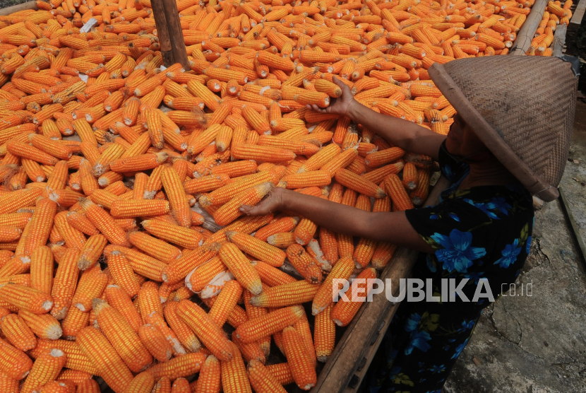 Dinas Pertanian Kabupaten Garut mencatat sejumlah areal tanaman jagung mulai memasuki panen raya (Foto: ilustrasi panen raya jagung)