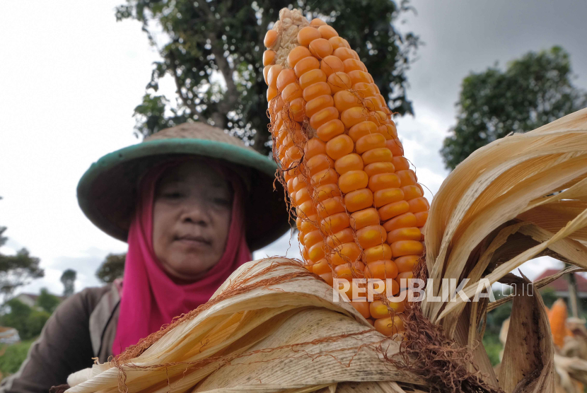 Petani memanen jagung di persawahan Desa Ngadirejo, Temanggung, Jawa Tengah,  Rabu (24/1/2024). 