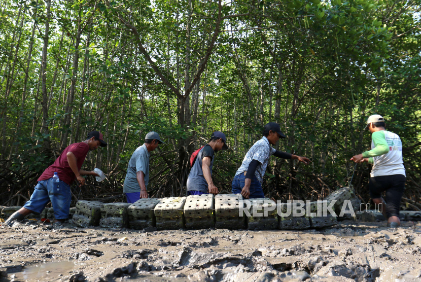 Warga Kelompok Usaha Perhutanan Sosial Tuan Krab menyiapkan jerigen untuk budidaya pembesaran kepiting bakau di hutan mangrove Teluk Pangpang, Tegaldelimo, Banyuwangi, Jawa Timur, Jumat (27/10/2023). 
