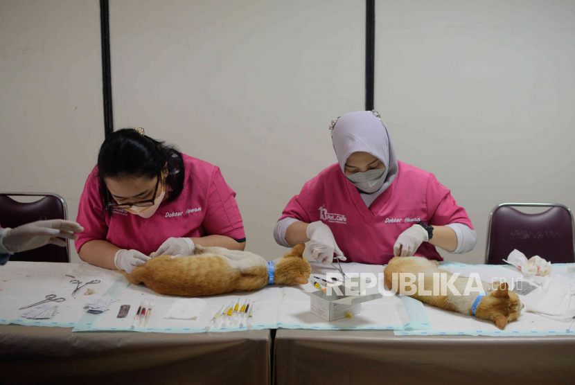 Petugas melakukan sterilisasi kucing di Kantor Dinas Ketahanan Pangan, Kelautan, dan Perikanan (DKPKP) DKI Jakarta, Senin (20/3/2023). 