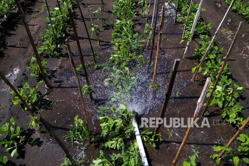 Lahan pertanian di kawasan pesisir Bantul, Yogyakarta, Selasa (30/6). Warga pesisir Selatan Bantul berhasil mengembangkan pertanian pesisir. Komoditas seperti cabai, bawang merah, dan sayuran menjadi pilihan utama petani di sana.