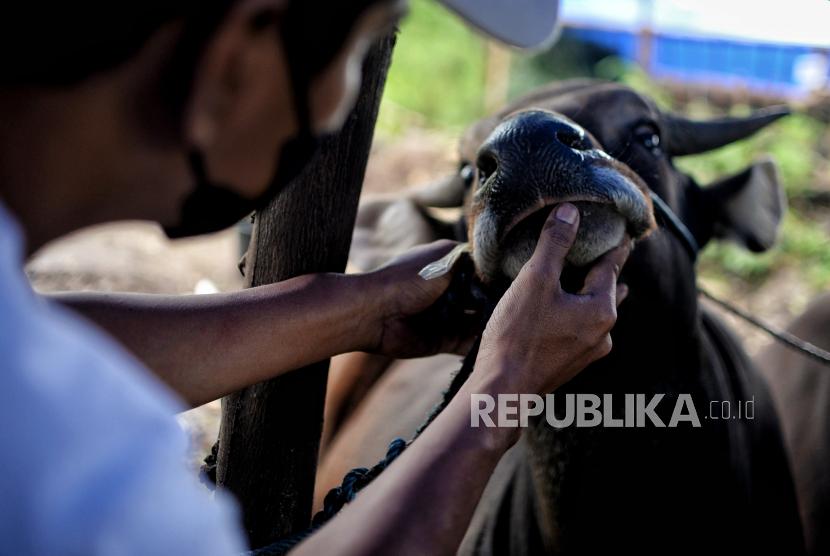 Penjual sapi mengecek kesehatan hewan di lapak penjualan hewan (ilustrasi)