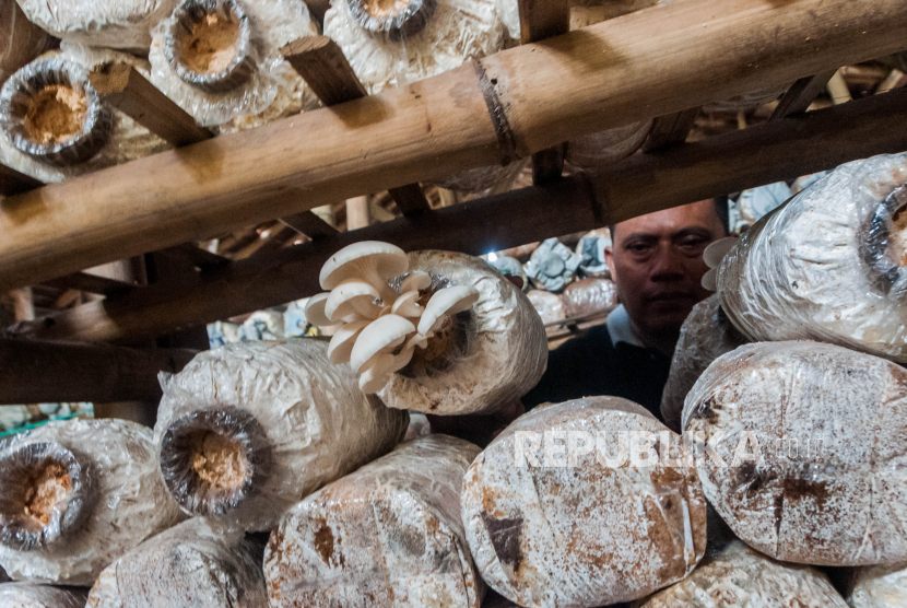 Pekerja memanen jamur tiram, (ilustrasi). Jamur merupakan salah satu bahan makanan tinggi nutrisi dan mengandung vitamin D dalam jumlah yang baik.