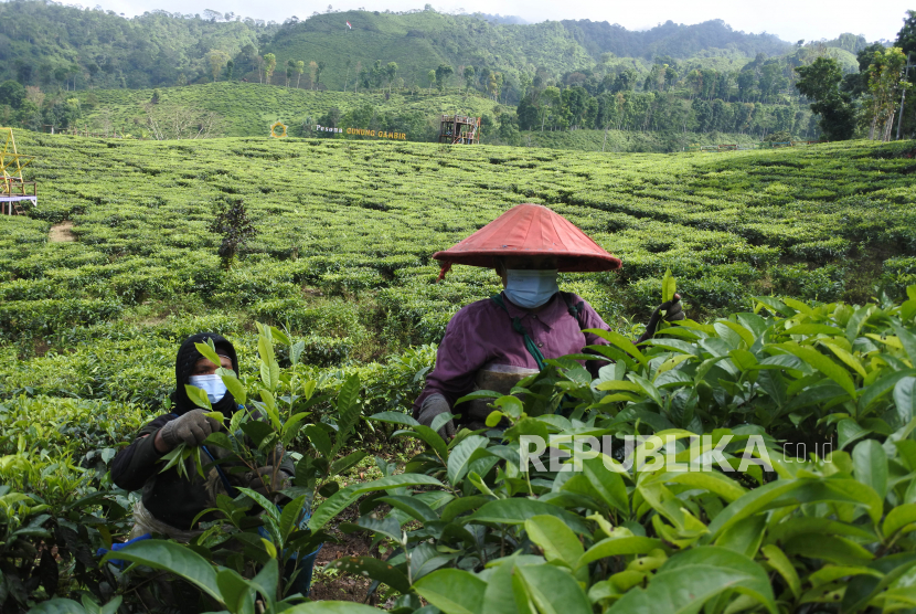 Pekerja memetik daun teh di Kebun Gunung Gambir PTPN XII, Sumberbaru, Jember, Jawa Timur, Selasa (5/10/2021). Holding Perkebunan Nusantara PTPN III (Persero) berkomitmen memperkuat industri teh nasional.