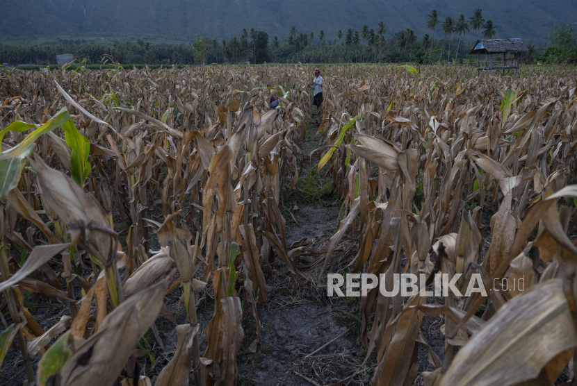 Petani memanen jagung (ilustrasi). Nilai Tukar Petani (NTP) di Maluku naik sepanjang 2021.