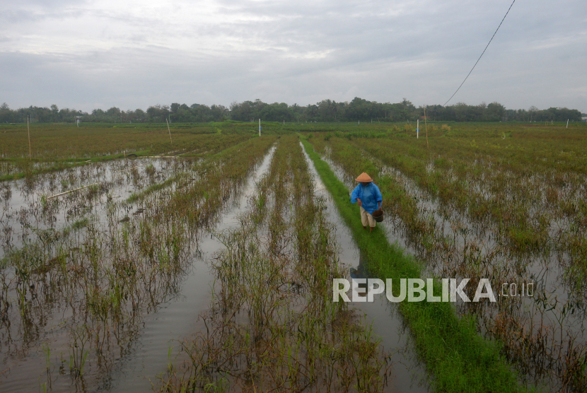 Lahan pertanian yang ditanam cabai terendam air di Parangtritis, Bantul, Yogyakarta, ilustrasi