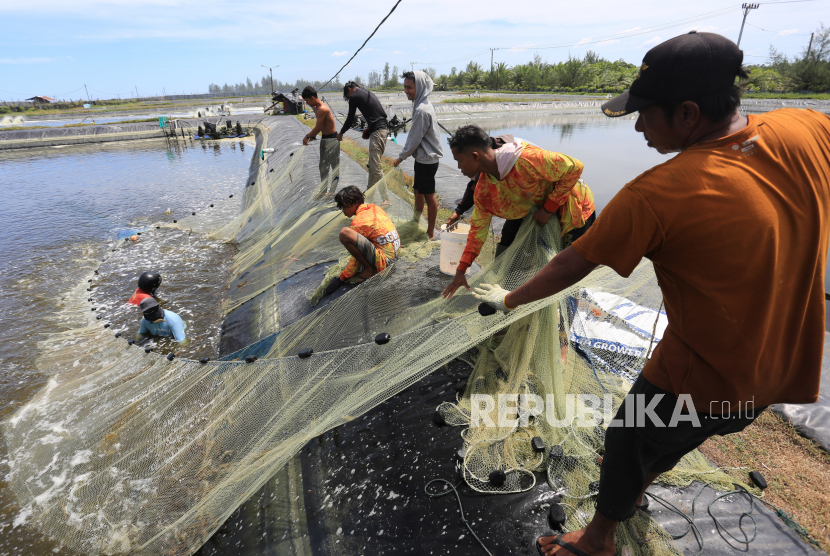 Sejumlah pekerja menjaring udang vaname (Litopenaeus vannamei) saat panen di tambak Desa Suak Geudubang, Aceh Barat, Aceh, Rabu (14/6/2023). Budi daya udang vaname selain masa panen lebih cepat juga memiliki potensi tinggi sebagai salah satu komoditas ekspor ke beberapa negara ASEAN dengan harga jual berkisar antara Rp30.500 - Rp106.000 per kilogram tergantung ukuran udang. 