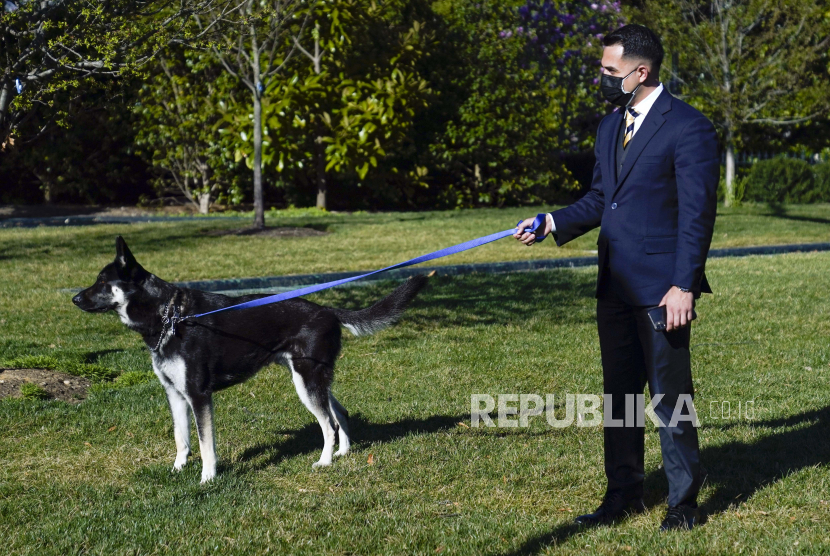 Pawang mengajak Major, anjing Presiden Joe Biden dan Ibu Negara Jill Biden, Senin, 29 Maret 2021, di halaman Selatan Gedung Putih, Washington.