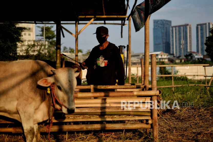 Pemkot Jakut memeriksa 42 ekor sapi yang baru saja datang dari Blora antisipasi PMK. Ilustrasi.
