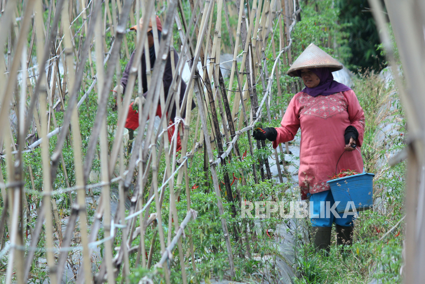 Ketua Umum Serikat Petani Indonesia (SPI) Henry Saragih mengatakan undang-undang (UU) Cipta Kerja yang baru saja disahkan Dewan Perwakilan Rakyat (DPR) mengancam petani sebagai aktor utama pembangunan pertanian di Indonesia.