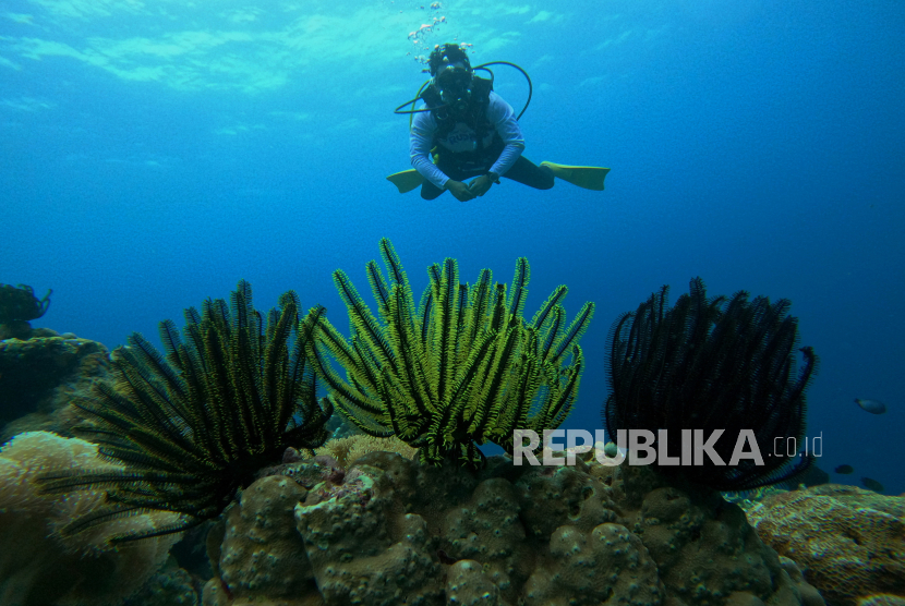 Wisatawan menikmati keindahan bawah laut di Pulau Tomia, Wakatobi, Sulawesi Tenggara. Sebanyak 85 destinasi wisata di Sultra siap menghadapi musim libur panjang Mei 2024.