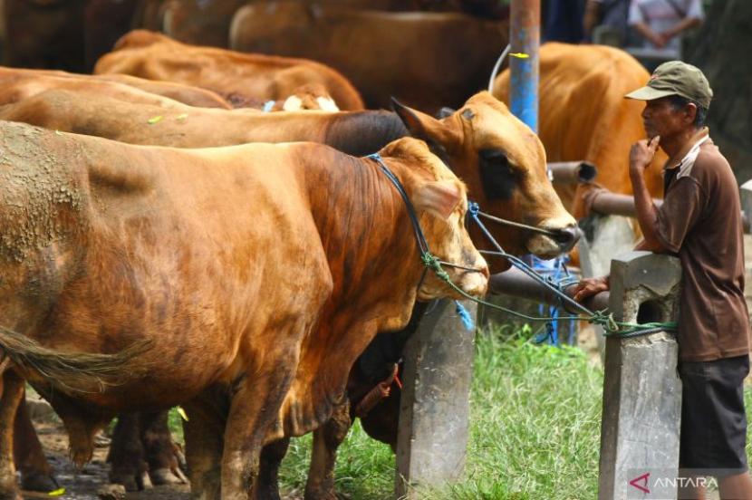 Pemerintah memperketat pengawasan harga sapi hidup.