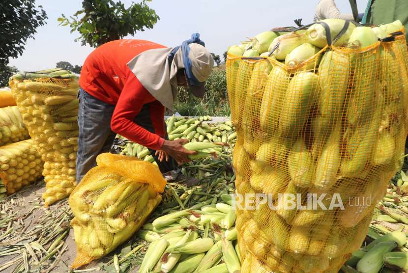 Buruh tani mengemas jagung manis ke dalam karung saat panen di area persawahan Desa Padangan, Kediri, Jawa Timur.