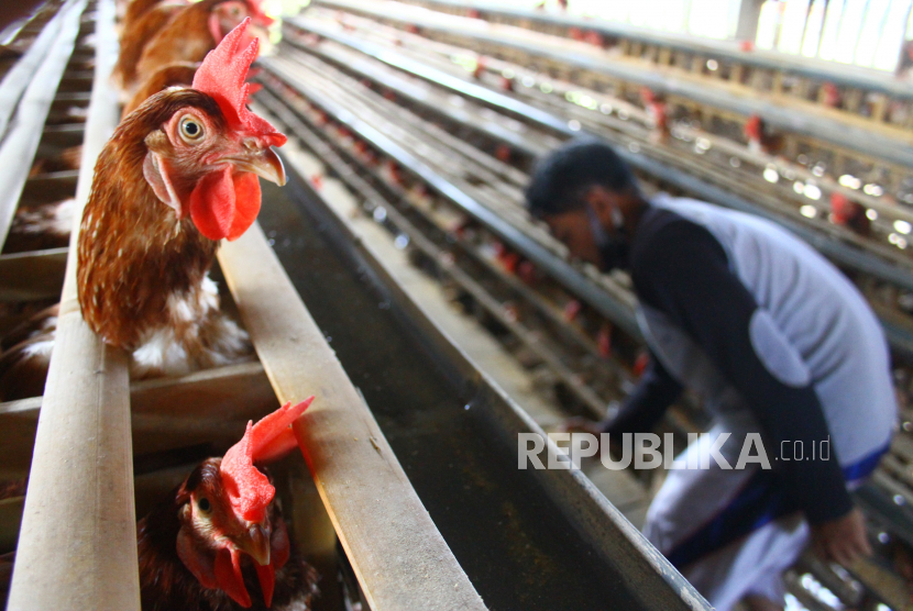 Peternak memberi makan ayam petelur peliharaannya di Malang, Jawa Timur, Rabu (16/6/2021).