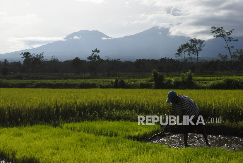 [Ilustrasi] Petani mencangkul sawah di Desa Pakisan, Tlogosari, Bondowoso, Jawa Timur.