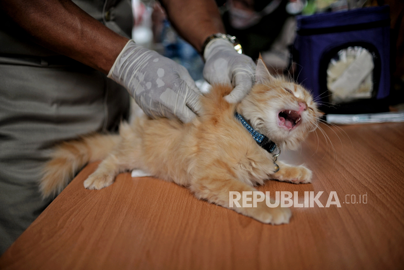 Vaksinator menyuntikan vaksin rabies kepada hewan peliharaan di pemukiman di kawasan Kelurahan Bangka, Kecamatan Mampang Prapatan, Jakarta Selatan, Senin (17/1/2022). 