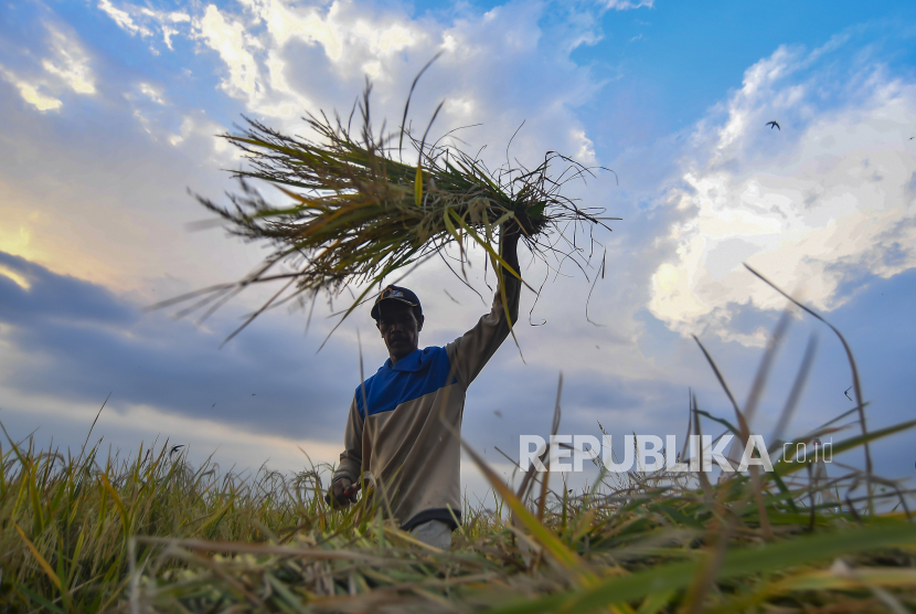 Petani memanen padi miliknya di Ciletuh, Pelabuhan Ratu, Sukabumi, Jawa Barat, Rabu (30/9). Nilai Tukar Petani (NTP) sepanjang September 2020 sebesar 101,66 poin atau naik 0,99 persen dari posisi Agustus.