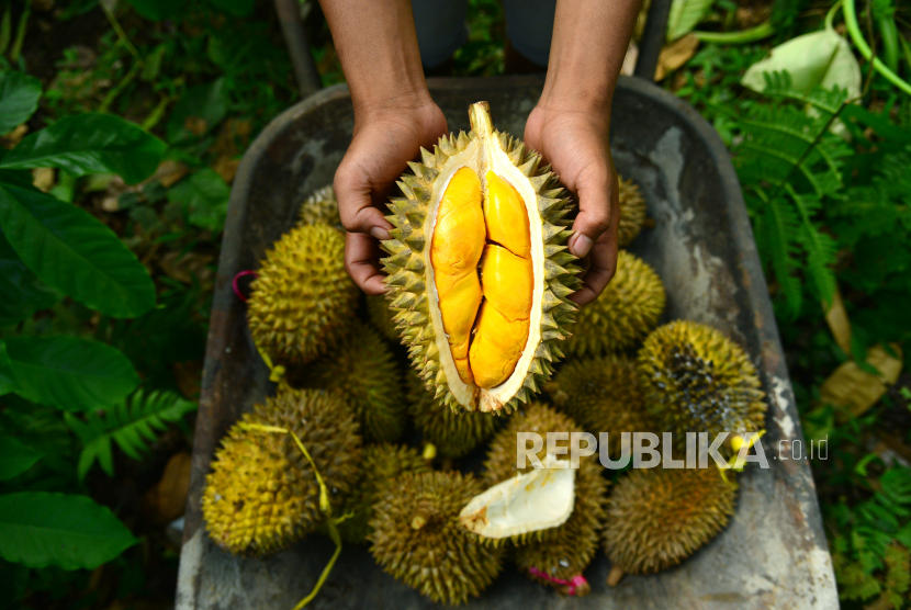 Meningkatkan Imunitas, Salah Satu Manfaat Durian. Foto: Petani menunjukkan durian oren hasil panen di Banyuwangi, Jawa Timur, Sabtu (18/4/2020).  