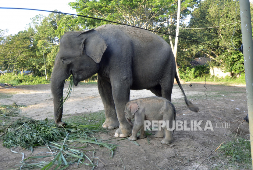 Ilustrasi anak Gajah. Balai Konservasi Sumberdaya Alam (BKSDA) Riau berhasil menyelamatkan seekor anak gajah yang terperosok ke dalam lobang galian