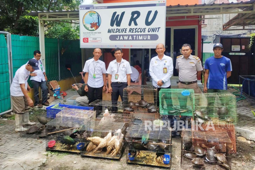 Pejabat Karantina Jawa Timur Satuan Pelayanan Tanjung Perak menggagalkan penyelundupan ratusan reptil. 