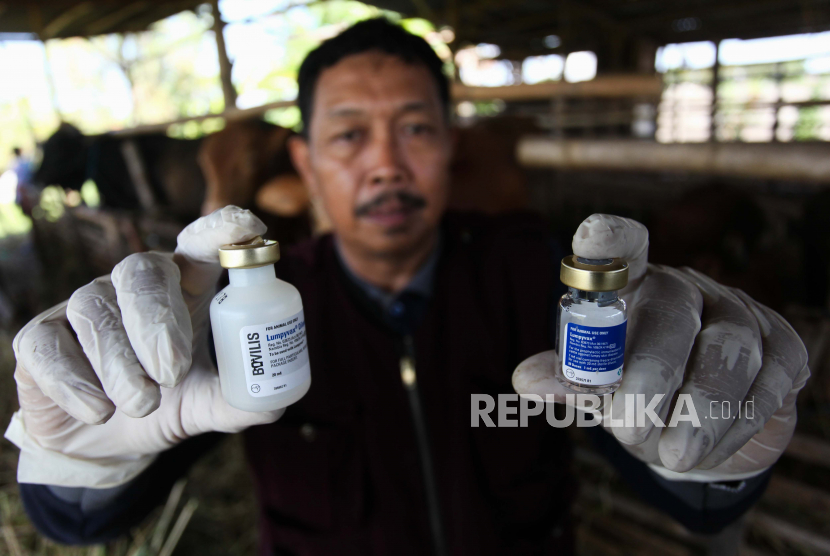 Petugas Dinas Ketahanan Pangan dan Pertanian (DKPP) Kota Surabaya menunjukkan vaksin LSD sebelum disuntikkan kepada hewan ternak sapi di Surabaya, Jawa Timur, Rabu (7/6/2023). Vaksinasi Lumpy Skin Disease (LSD) dan Penyakit Mulut Dan Kuku (PMK) kepada hewan ternak sapi itu dilakukan secara bertahap di Surabaya guna mencegah penyebaran virus Lumpy Skin Disease (LSD) dan Penyakit Mulut Dan Kuku (PMK). 